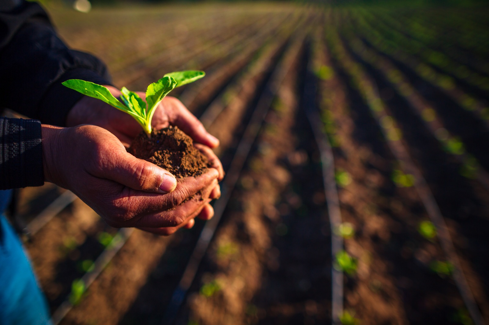 COSUMAR lance la campagne sucrière 2025/2026